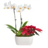 Classic Christmas Garden -Lanscapes Store 10IN Dot White Orchid with Yellow Lip and Red Poinsettia with Moss Topping 600x600 9b6a7df1 8d81 42a9 988c a05f1356a87e