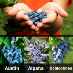 3-in-1 Blueberry Bush (Southern Highbush) 11 3-in-1 Blueberry Bush (Southern Highbush) -Lanscapes Store 3 up Southern 2 Austin