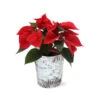 Red Poinsettia In Birch Pot 1 Red Poinsettia In Birch Pot -Lanscapes Store 4IN Birch Pot Red Poinsettia 600x600 1d127e40 98e5 4cf2 baf5 477701b37396