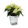 White Poinsettia In Birch Pot -Lanscapes Store 4IN Birch Pot White Poinsettia 600x600 492ecacd 240c 40aa be9f 86b09589bb76