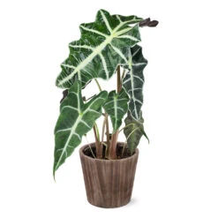 Alocasia Polly With Decorative Pot -Lanscapes Store 5IN Brown Wilson with Alocasia Poly