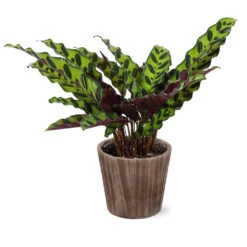 Calathea Rattlesnake With Decorative Pot -Lanscapes Store 5IN Brown Wilson with Calathea Rattlesnake
