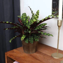 Calathea Rattlesnake With Decorative Pot -Lanscapes Store 5IN Brown Wilson with Calathea Rattlesnake 5