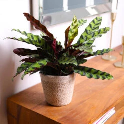 Calathea Rattlesnake With Decorative Pot -Lanscapes Store 5IN Brown Wilson with Calathea Rattlesnake 7