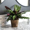 Calathea Rattlesnake With Decorative Pot -Lanscapes Store 5IN Brown Wilson with Calathea Rattlesnake600x600
