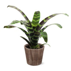 Zebra Plant In Decorative Pot -Lanscapes Store 5IN Brown Wilson with Splinriet Bromeliad b0b5d4a4 c8f2 40fe b317 71eca7afa132