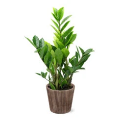 5-Inch ZZ Plant In Decorative Pot 9 5-Inch ZZ Plant In Decorative Pot -Lanscapes Store 5IN Brown Wilson with ZZ