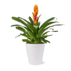 5-Inch Bromeliad In Decorative Pot 11 5-Inch Bromeliad In Decorative Pot -Lanscapes Store 5IN Evi Orange Intenso Bromeliad with Moss Topping