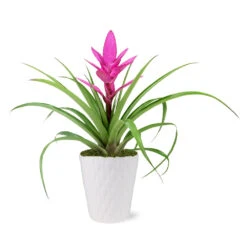 5-Inch Bromeliad In Decorative Pot 10 5-Inch Bromeliad In Decorative Pot -Lanscapes Store 5IN Evi Pink Antonio Bromeliad with Moss Topping 1