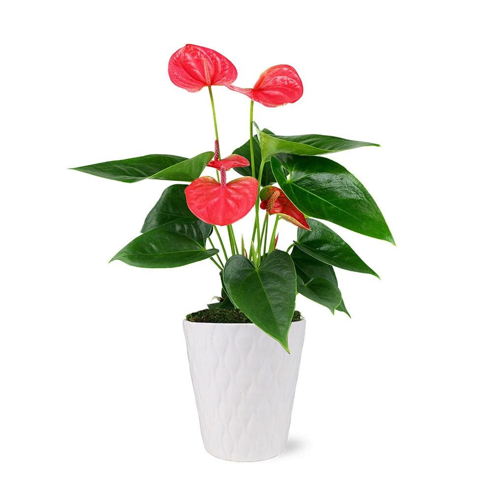 Pink Anthurium 5 Pink Anthurium - Image 3
