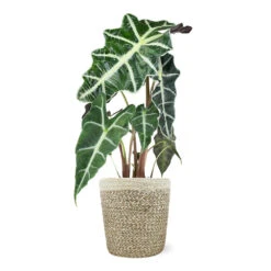 Alocasia Polly With Decorative Pot -Lanscapes Store 5IN Jute with Alocasia Poly 39282069 e2ce 4123 89c6 404869a804ad