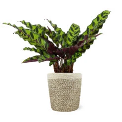 Calathea Rattlesnake With Decorative Pot -Lanscapes Store 5IN Jute with Calathea Rattlesnake