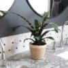 Zebra Plant In Decorative Pot -Lanscapes Store 5IN Jute with Splinriet Bromeliad 600x600 eba02504 b7f2 4b6f b255 27e029df8cd0