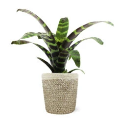 Zebra Plant In Decorative Pot -Lanscapes Store 5IN Jute with Splinriet Bromeliad 88162cef 9c67 4003 9207 e88eb2700019