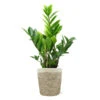 5-Inch ZZ Plant In Decorative Pot -Lanscapes Store 5IN Jute with ZZ 600x600 1