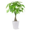 Money Tree In White Pot -Lanscapes Store 5 inch Savannah White Money Tree 600x600 4ee4d8c6 1d40 407a 8f49 cba22f672e39