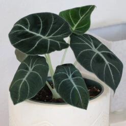 Alocasia Black Velvet -Lanscapes Store ALocasia Black Velvet 7