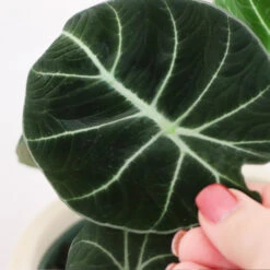 Alocasia Black Velvet -Lanscapes Store ALocasia Black Velvet FGT 5