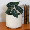 Alocasia Black Velvet -Lanscapes Store ALocasia Black Velvet FGT 600x600 0116f4c4 82f9 4446 b11b 3ec62b7ae690
