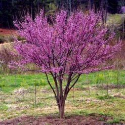 Ace Of Hearts Redbud Tree 9 Ace Of Hearts Redbud Tree -Lanscapes Store Ace of Hearts 1