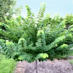 Ace Of Hearts Redbud Tree 8 Ace Of Hearts Redbud Tree -Lanscapes Store Ace of Hearts 2