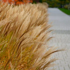 Adagio Maiden Grass -Lanscapes Store Adagio Madien Grass 7 FGT