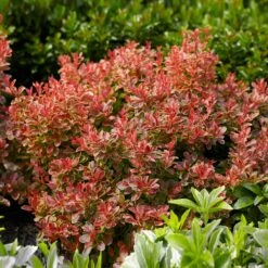 Admiration Barberry Shrub -Lanscapes Store Admiration Barberry 1