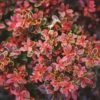 Admiration Barberry Shrub -Lanscapes Store Admiration Barberry FGT 600x600 bf006906 db0d 4477 9909 65d8fcae850e