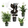 Air-Purifying House Plant Kit -Lanscapes Store Air Purifying 600x600 5c43e1c2 c436 44bb b11b 872821d8d685
