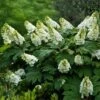 Alice Oakleaf Hydrangea 2 Alice Oakleaf Hydrangea -Lanscapes Store Alice Oakleaf Hydrangea FGT 600x600 114553d2 b957 41b8 81e9 36bf1662cd52