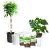 All-in-One House Plant Starter Kit -Lanscapes Store AllinOneHouseplant Kit 600x600 8701745b 5d2b 4567 9db8 4004946abd2b