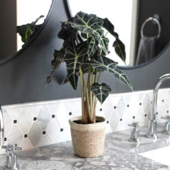 Alocasia Polly With Decorative Pot -Lanscapes Store Alocasia 2