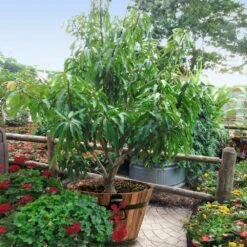 Alphonso Mango -Lanscapes Store Alphonso Mango 1 FGT