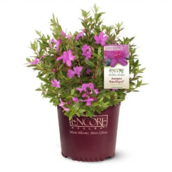 Autumn Amethyst® Encore® Azalea -Lanscapes Store Amathyst Encore Azalea 1