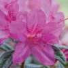Autumn Amethyst® Encore® Azalea -Lanscapes Store Amathyst Encore Azalea 600x600 d5c85a1a 96c9 437b b713 6a0b44fcc575