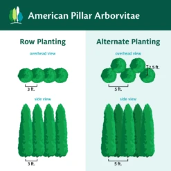 Full Speed A Hedge® American Pillar Arborvitae -Lanscapes Store AmericanPillarArborvitae