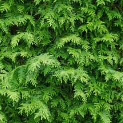 American Arborvitae 10 American Arborvitae -Lanscapes Store American Arborvitae