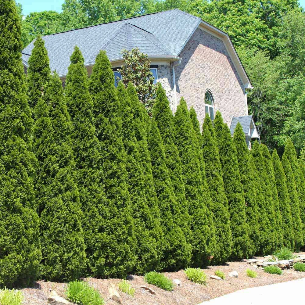 American Arborvitae 4 American Arborvitae - Image 2