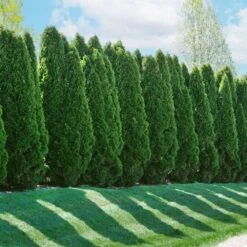 American Arborvitae 12 American Arborvitae -Lanscapes Store American Arborvitae 2 FGT