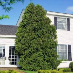 American Arborvitae 13 American Arborvitae -Lanscapes Store American Arborvitae 6