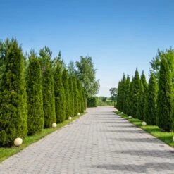 American Arborvitae 11 American Arborvitae -Lanscapes Store American Arborvitae 8 FGT
