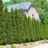 American Arborvitae -Lanscapes Store American Arborvitae FGT 600x600 66a6204b d353 41a4 b093 f749e6956bfc
