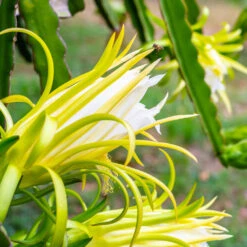 American Beauty Dragon Fruit 12 American Beauty Dragon Fruit -Lanscapes Store American Beauty Dragon Friuit 3