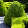 American Boxwood Shrub -Lanscapes Store American Boxwood FGT 600x600 b976cdb1 20b7 42ea 8427 cd442be88a38