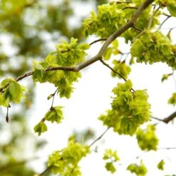 American Elm Tree -Lanscapes Store American Elm Tree 8