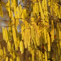 American Hazelnut Filbert -Lanscapes Store American Hazelnut 2