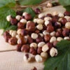 American Hazelnut Filbert -Lanscapes Store American Hazelnut FGT 600x600 d015e01b c4d6 4c82 8311 7588dd611154