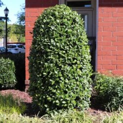 Greenleaf American Holly Shrub -Lanscapes Store American Holly Greenleaf 6 FGT