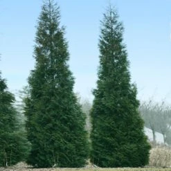Full Speed A Hedge® American Pillar Arborvitae -Lanscapes Store American Pillar Arborvitae 1