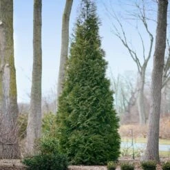 Full Speed A Hedge® American Pillar Arborvitae -Lanscapes Store American Pillar Arborvitae 2